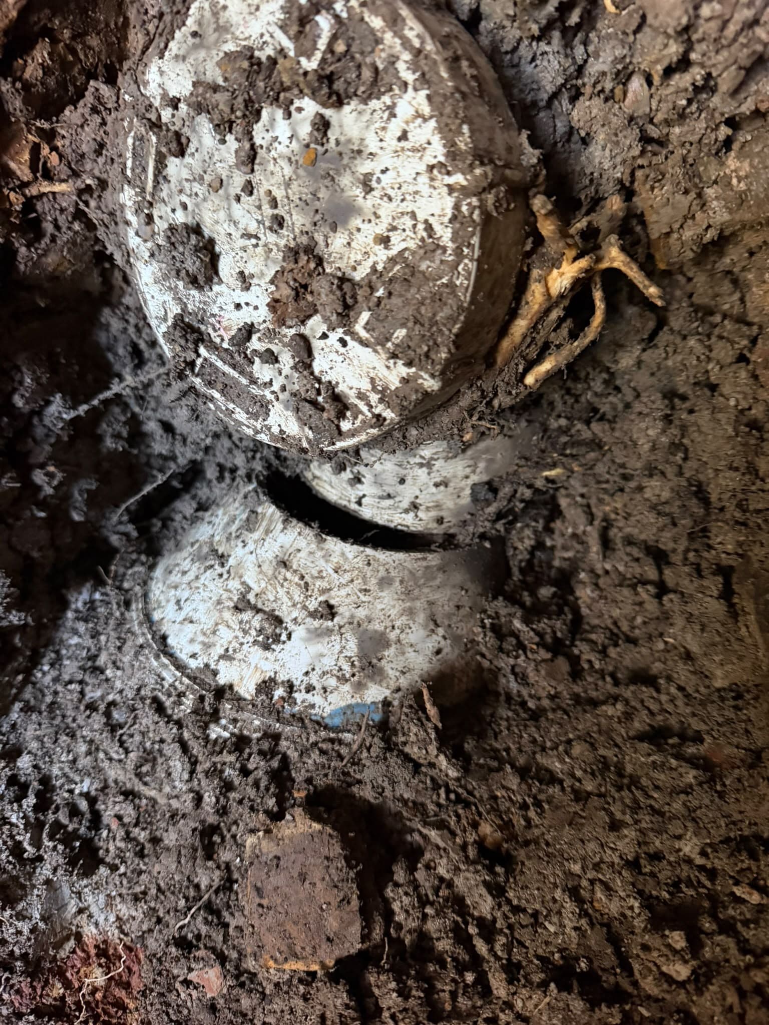 Separated underground pipe joint exposed beside tree roots