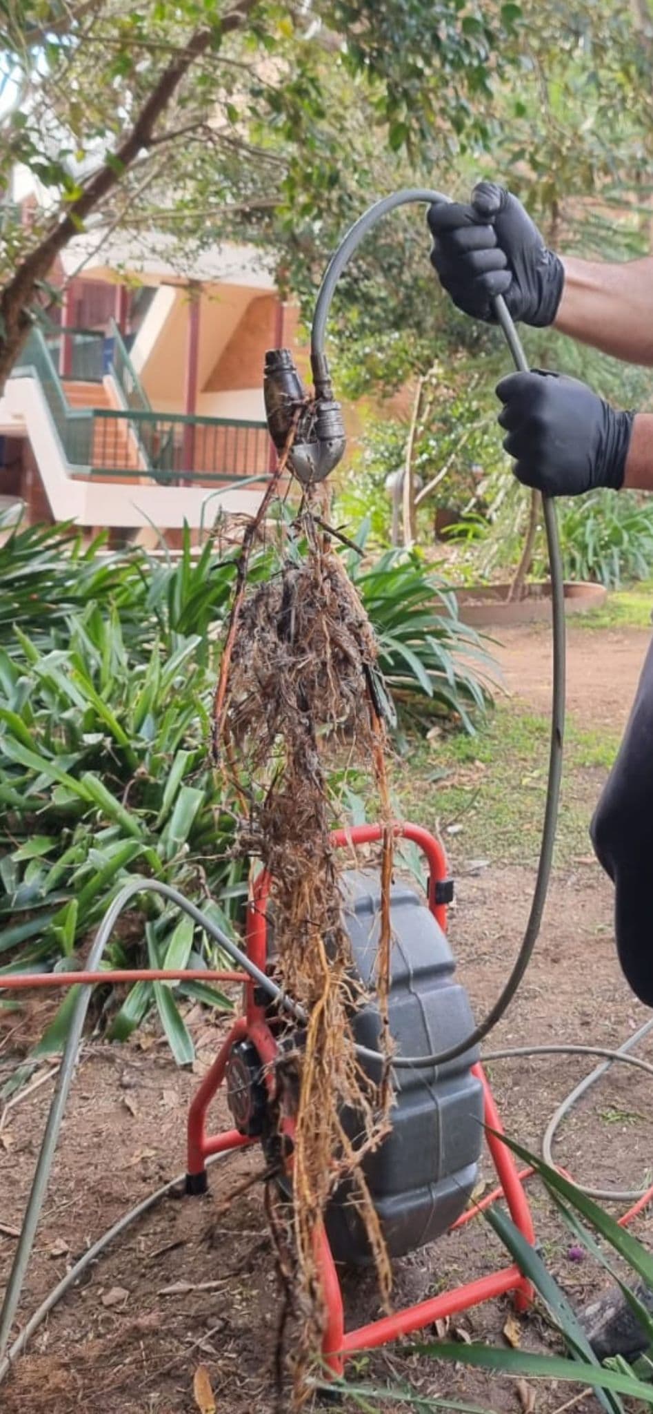 Root material caught on drain-cleaning equipment