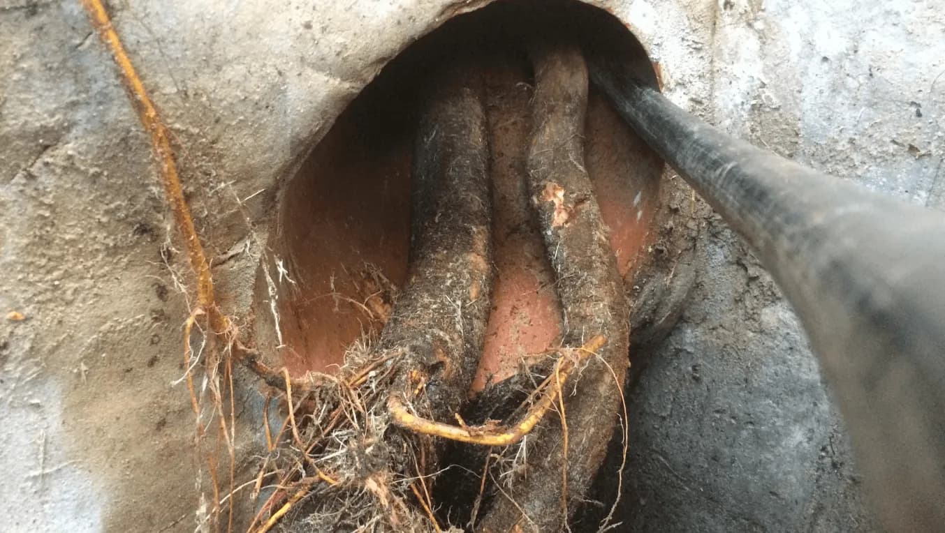Tree root damage visible inside a drain pipe during CCTV inspection
